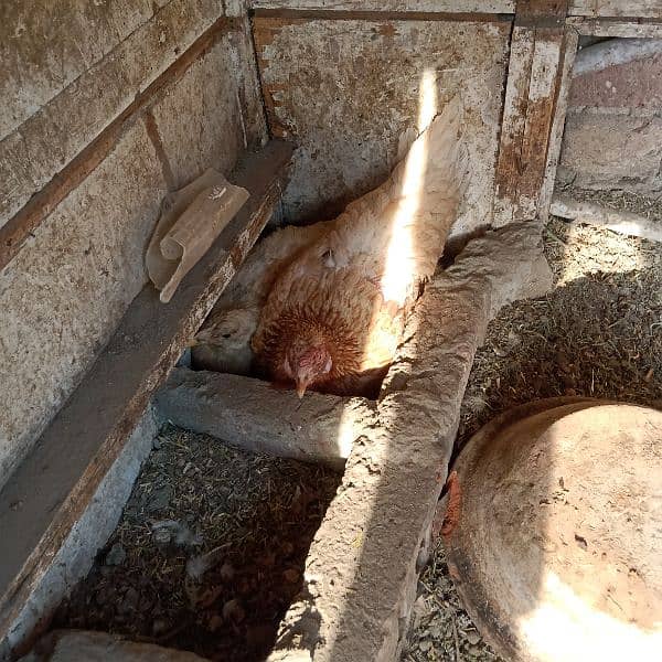 Assel and pure dassi hens available for sale karuk honi wali 5