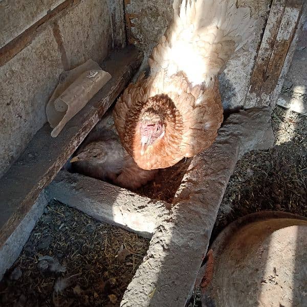 Assel and pure dassi hens available for sale karuk honi wali 6