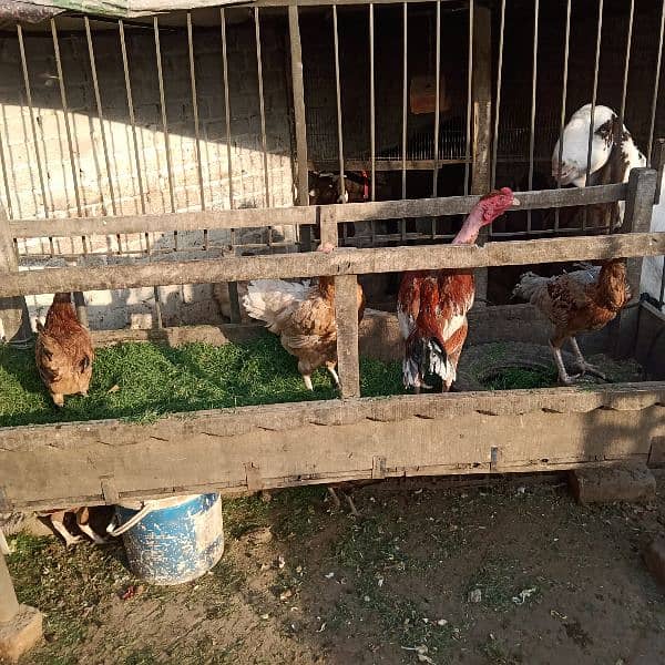 Assel and pure dassi hens available for sale karuk honi wali 7