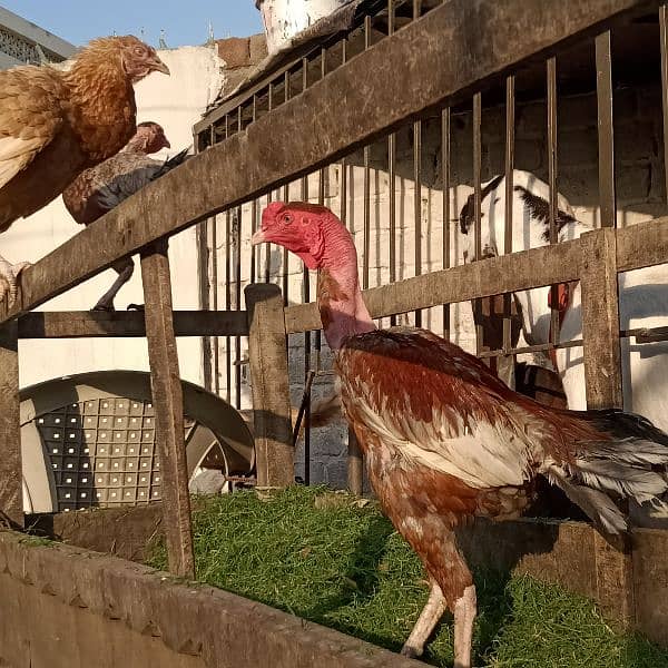 Assel and pure dassi hens available for sale karuk honi wali 8
