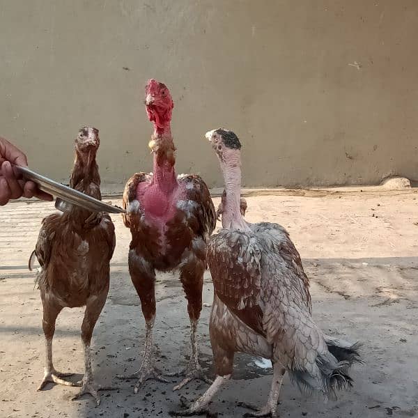 Assel and pure dassi hens available for sale karuk honi wali 9