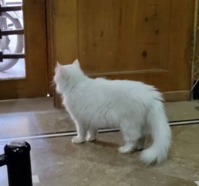 persian cat for sale 1