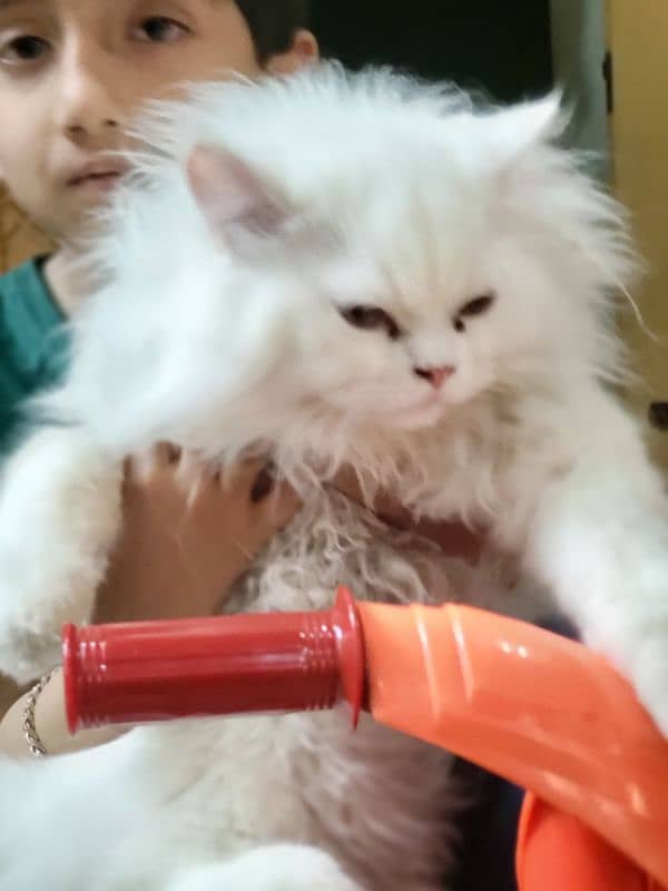 persian cat for sale 3