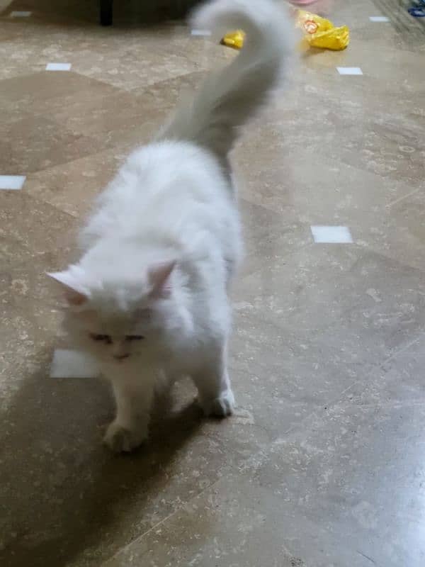 persian cat for sale 4