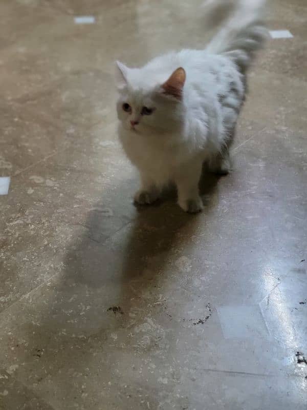 persian cat for sale 5