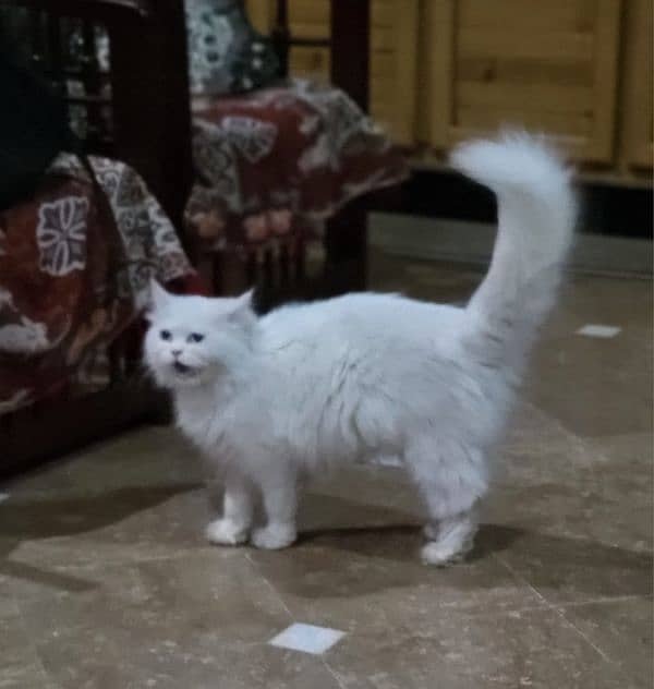 persian cat for sale 7