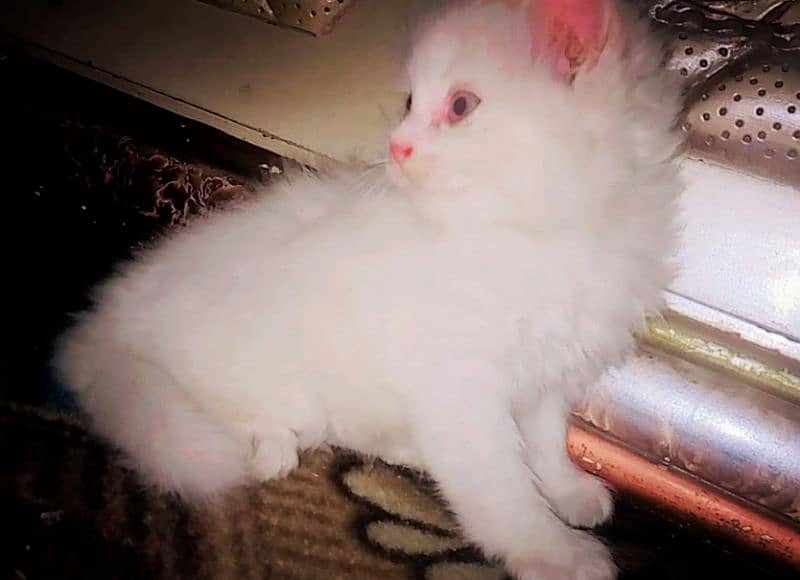 kitty 2