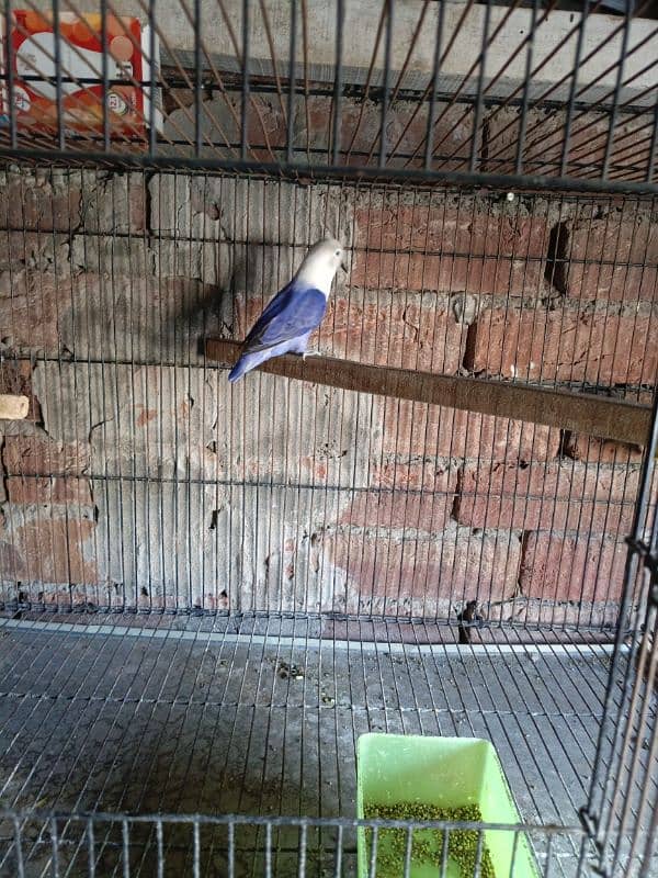 Love bird breeder pair with eggs 1