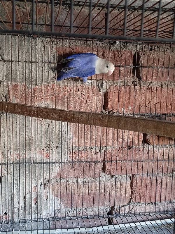Love bird breeder pair with eggs 2