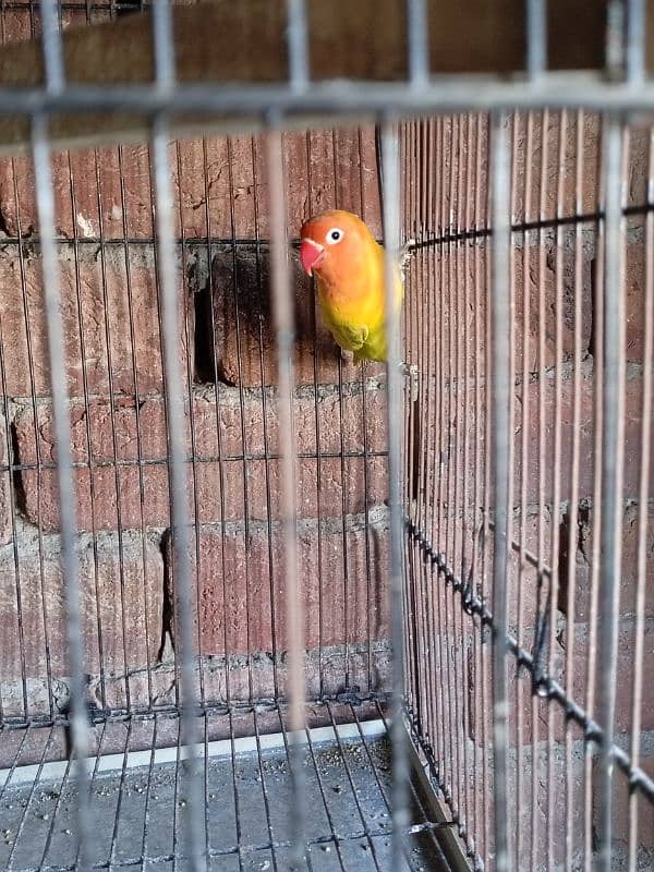 Love bird breeder pair with eggs 4