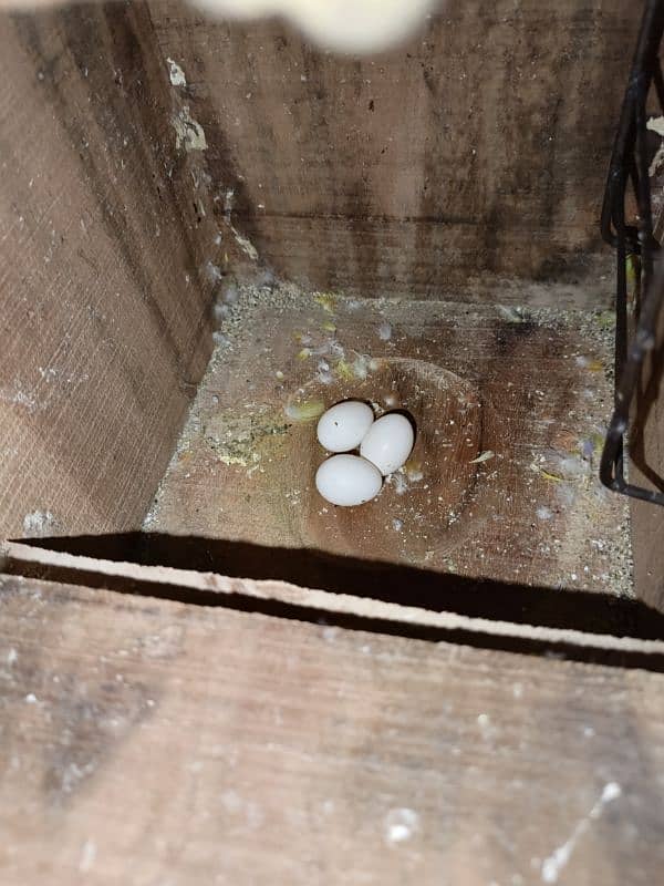 Love bird breeder pair with eggs 0