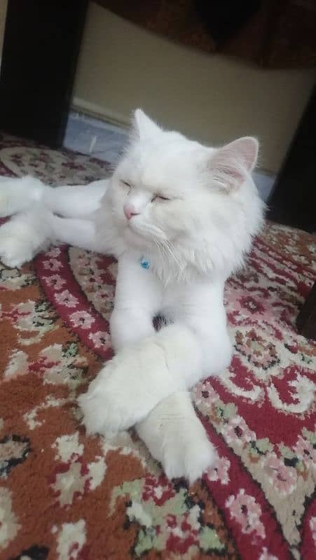 Persian Cats | Persian Doll face | Double Coated | Persian Cat pair 7