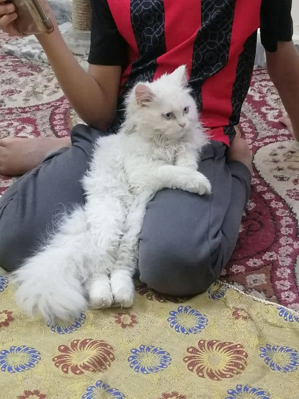 Persian Cats | Persian Doll face | Double Coated | Persian Cat pair 2