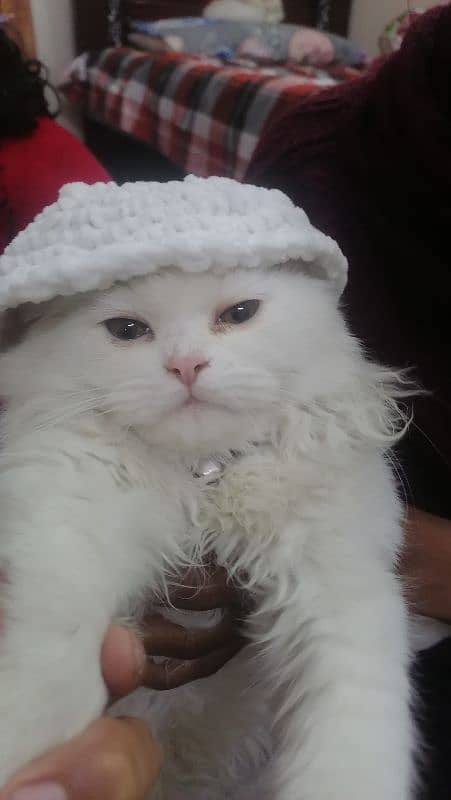 Persian Cats | Persian Doll face | Double Coated | Persian Cat pair 4