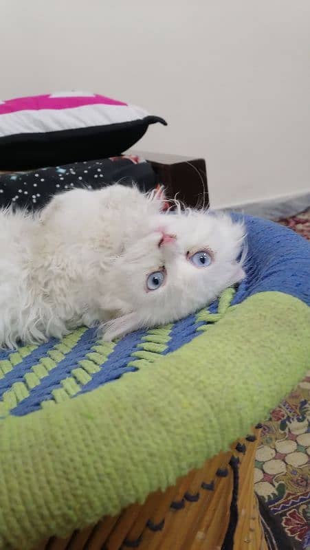 Persian Cats | Persian Doll face | Double Coated | Persian Cat pair 5