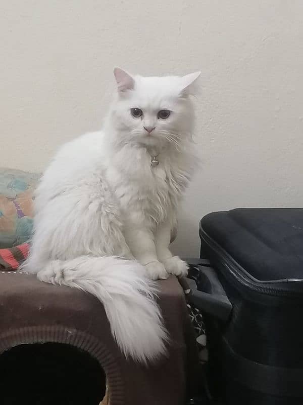 Persian Cats | Persian Doll face | Double Coated | Persian Cat pair 0