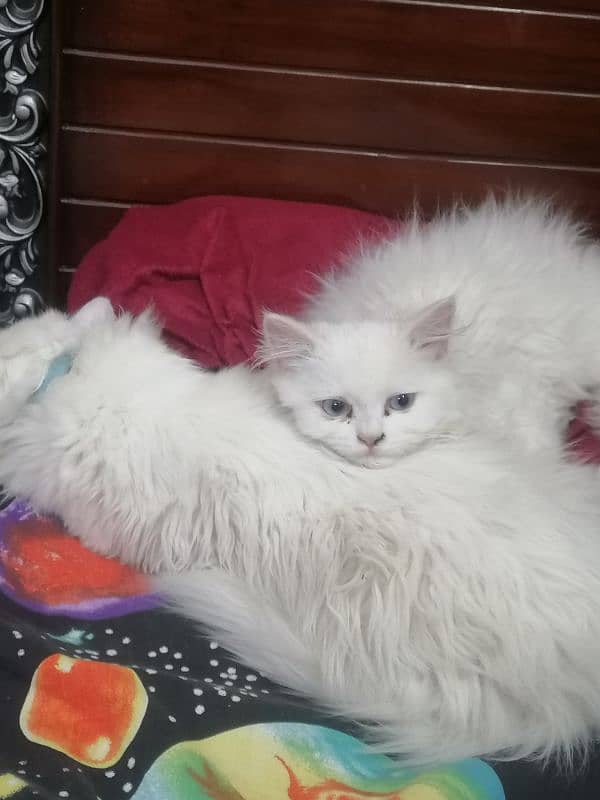Persian Cats | Persian Doll face | Double Coated | Persian Cat pair 1