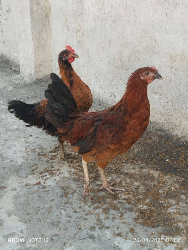 Golden Misri Pathai for Sale 0