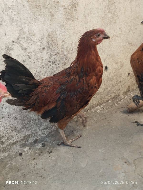 Golden Misri Pathai for Sale 2