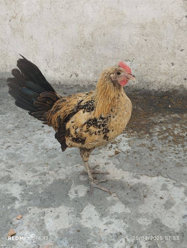Golden Misri Pathai for Sale 3