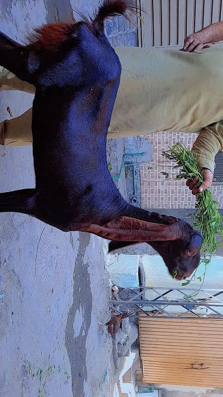 desi path 2