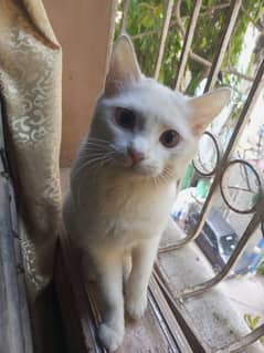 persian cat