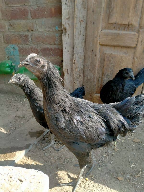 ayam cemani 0