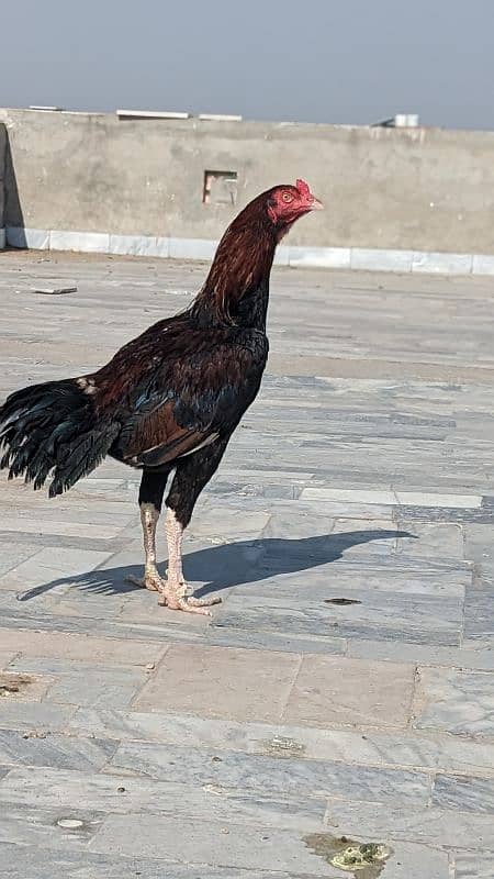8 month age High Quality Murga 0