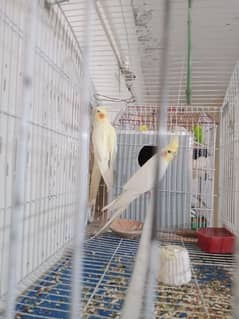 Parrot for sell