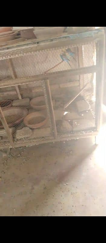 parrot and hen cages all 3 for 10 thousand 1