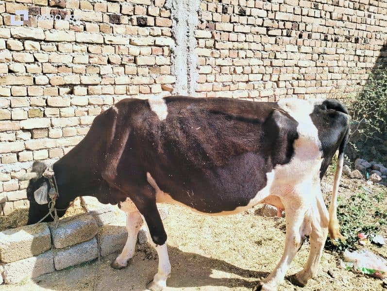 frezan cow available for sale Rawalpindi 0