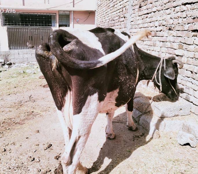frezan cow available for sale Rawalpindi 1