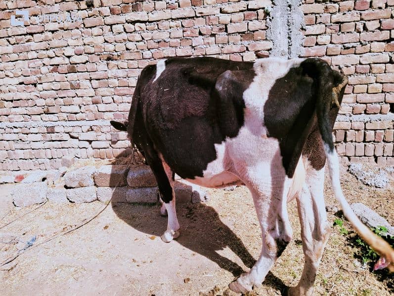 frezan cow available for sale Rawalpindi 2