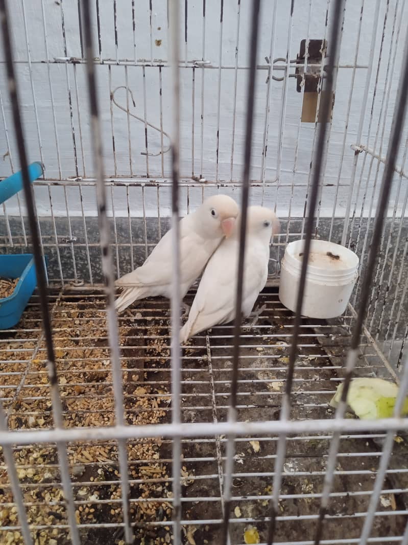 love birds 0
