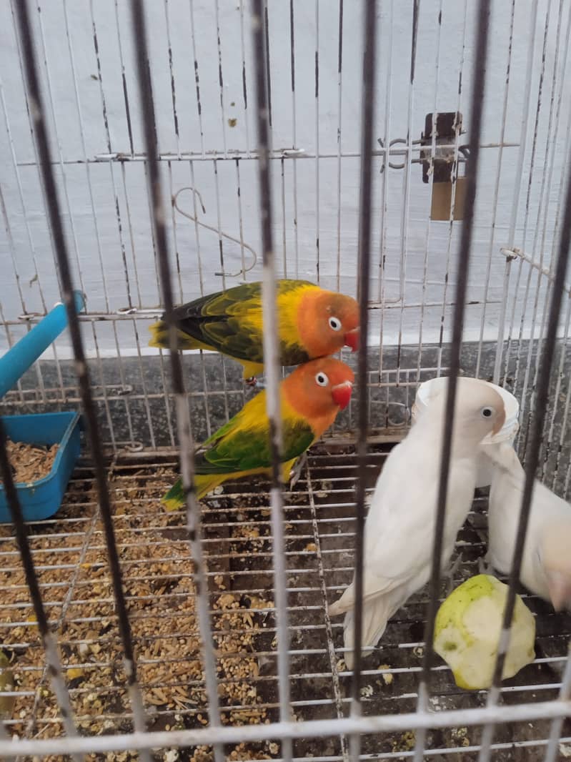 love birds 2