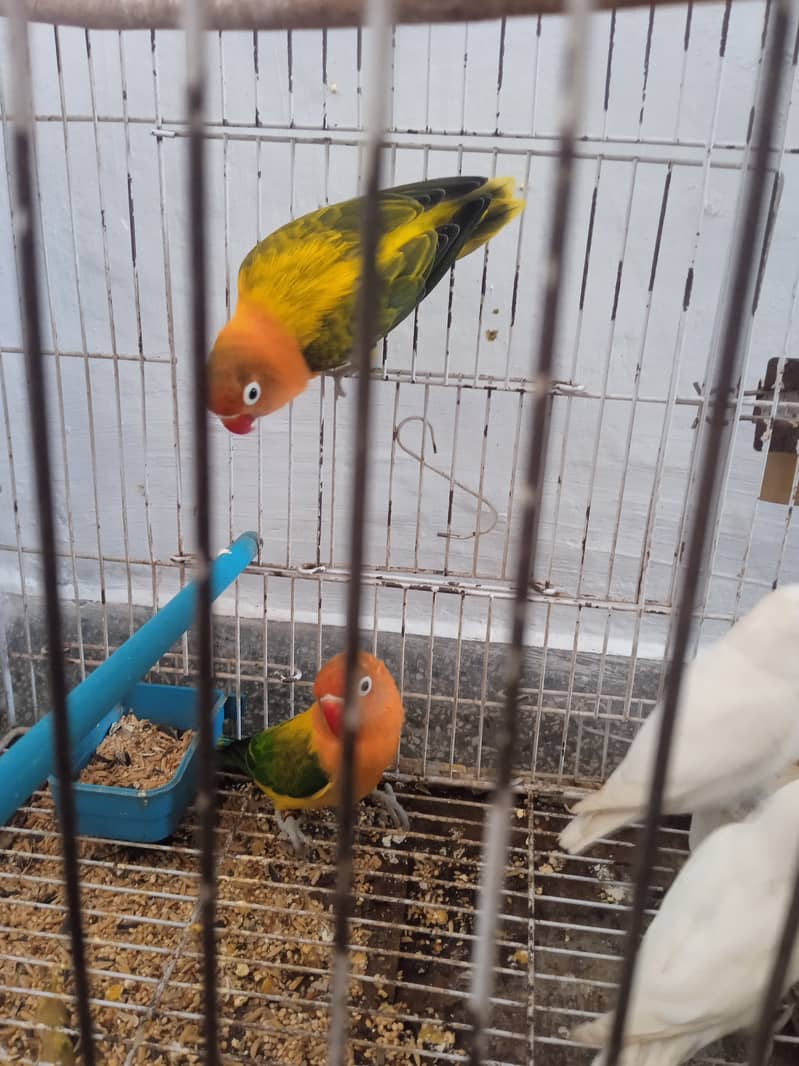 love birds 3