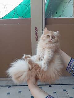 Persian
