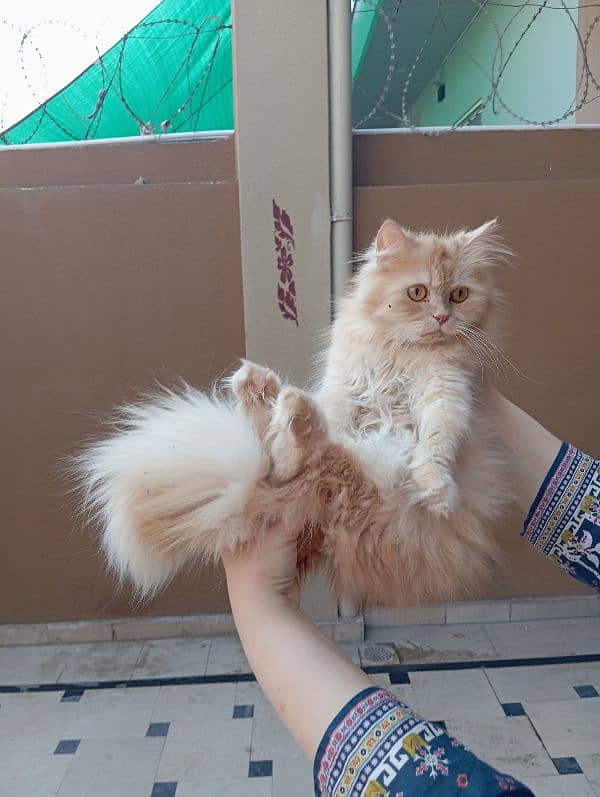 Persian cat available 2