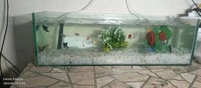Fish