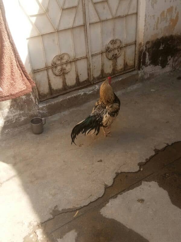 aseel breed  k liya 03405990292 number per rabta karan shukriya 0