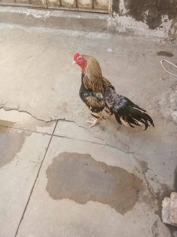 aseel breed  k liya 03405990292 number per rabta karan shukriya 1
