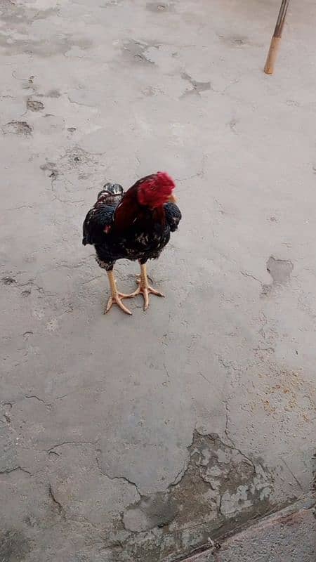 aseel Murga for sale 1