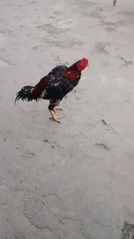 aseel Murga for sale 2