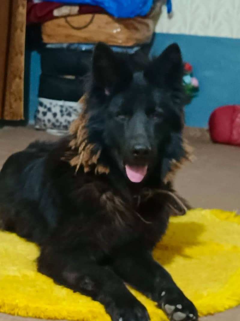 best dog 0