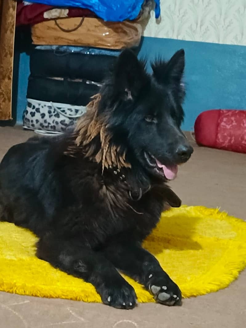 best dog 1