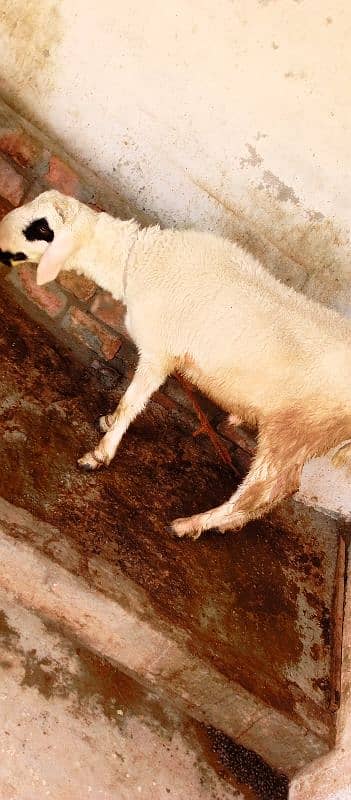 sheep and bakra 0