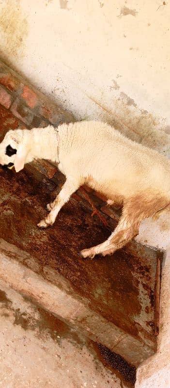sheep and bakra 1