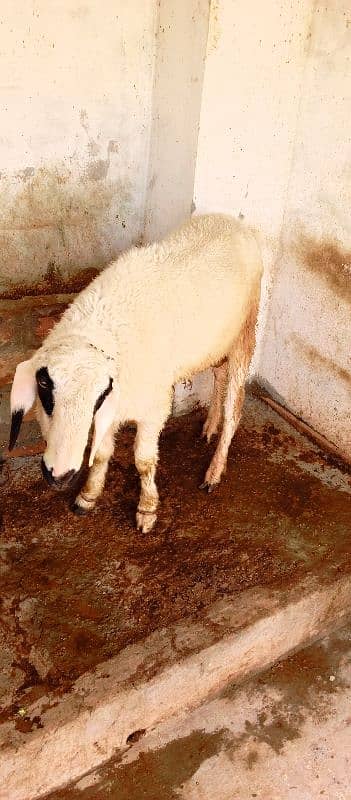 sheep and bakra 2