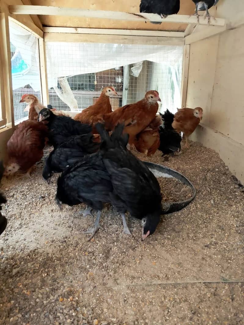 RIR & Australorp 75 days old chicks for sale 0