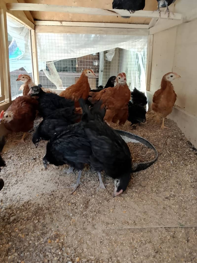 RIR & Australorp 75 days old chicks for sale 1
